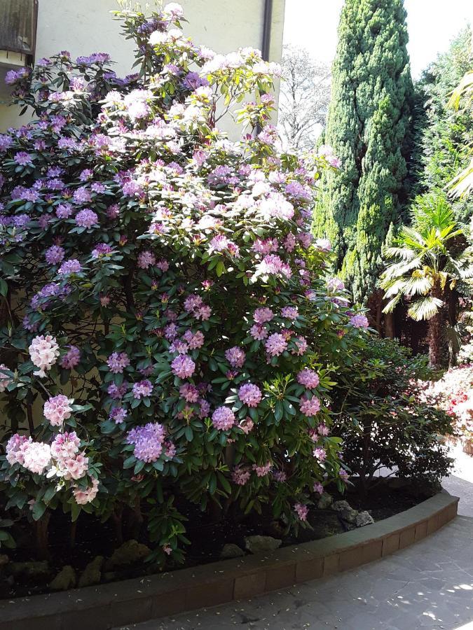 Coris Magnolia