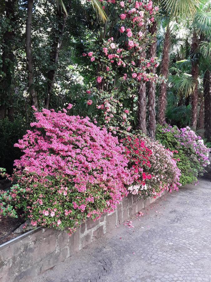 Coris Magnolia